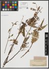 Foto von Salix acmophylla Boiss.